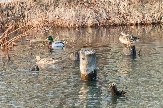 Duck on the water at sunset in spring