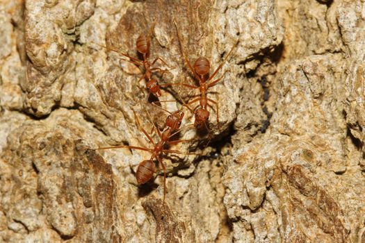 ants walking on a wood