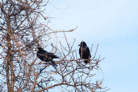 raven and a group sitting in a tree