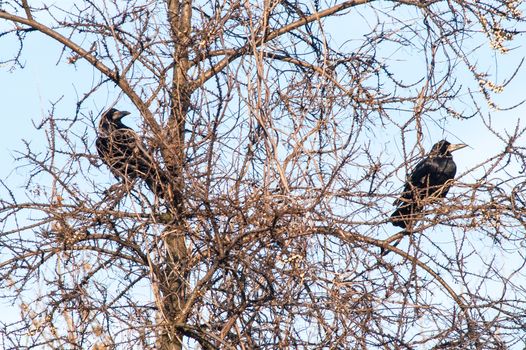 raven and a group sitting in a tree