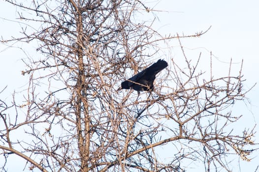 raven and a group sitting in a tree