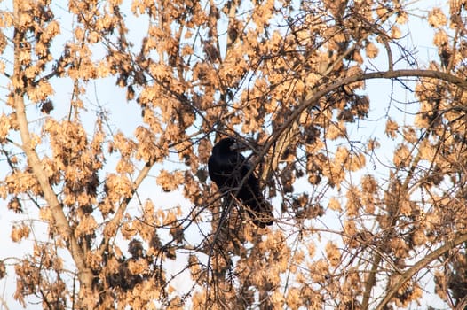 raven and a group sitting in a tree