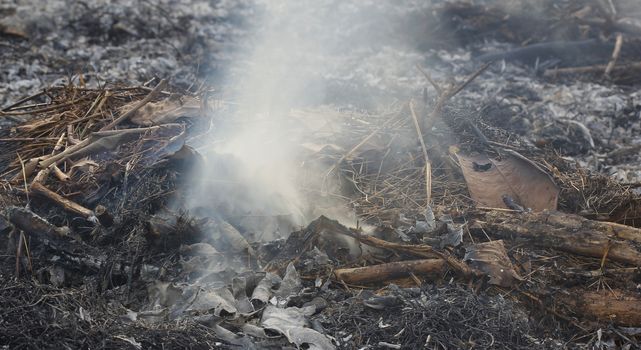 fire burning dry tree branches