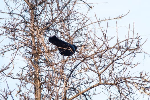 raven and a group sitting in a tree