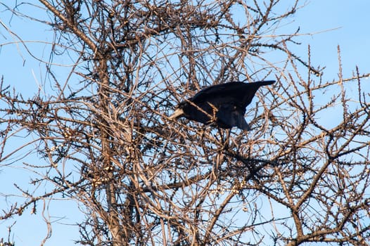 raven and a group sitting in a tree