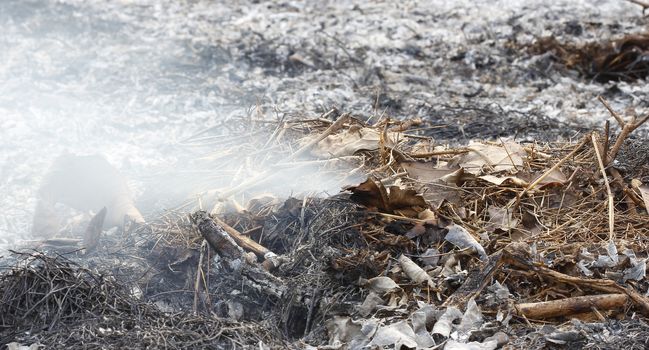 fire burning dry tree branches