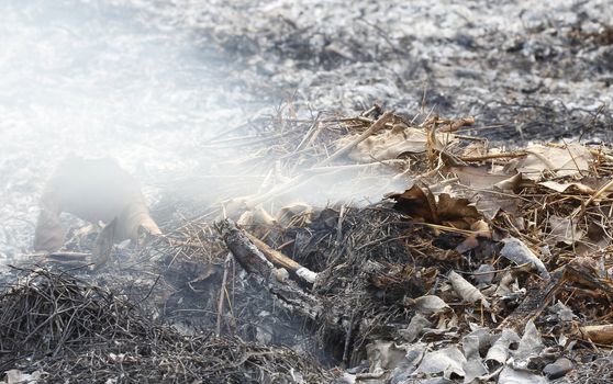 fire burning dry tree branches