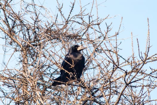 raven and a group sitting in a tree