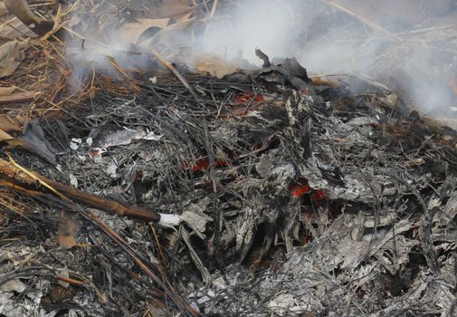 fire burning dry tree branches