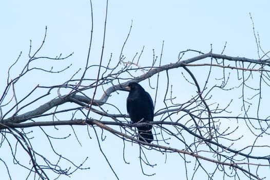 raven and a group sitting in a tree