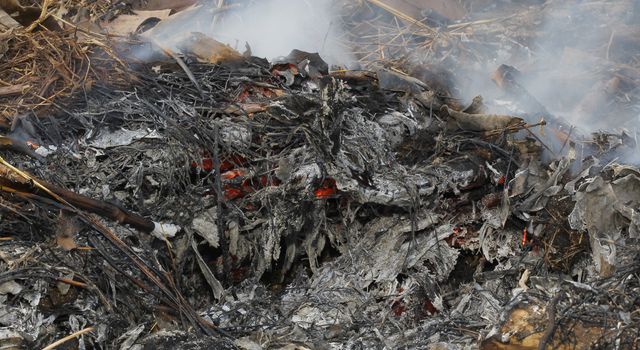 fire burning dry tree branches