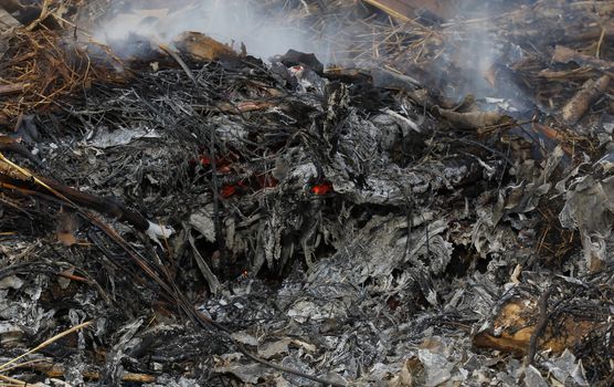 fire burning dry tree branches