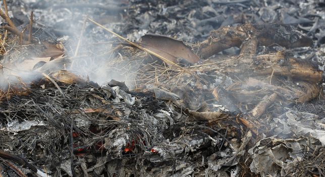 close up fire burning dry tree branches