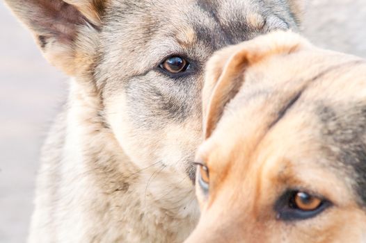 two street dogs are introduced at the meeting