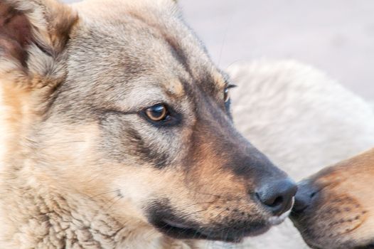 two street dogs are introduced at the meeting