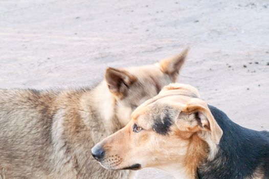 two street dogs are introduced at the meeting