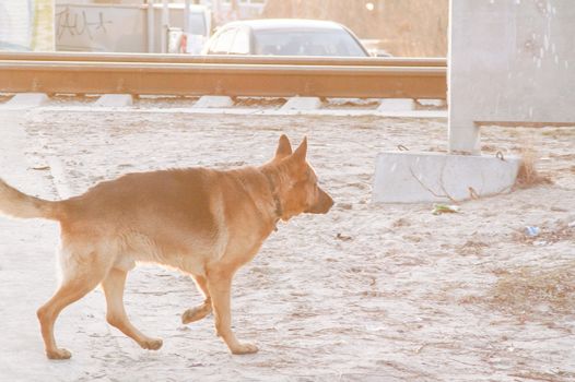 portrait of a lonely German Shepherd dog on the street