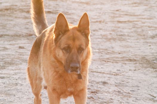 portrait of a lonely German Shepherd dog on the street