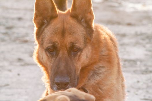 portrait of a lonely German Shepherd dog on the street