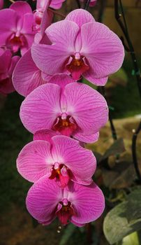 pink orchid flower