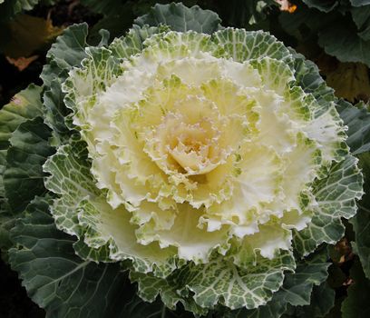 the cauliflower in the vegetable garden
