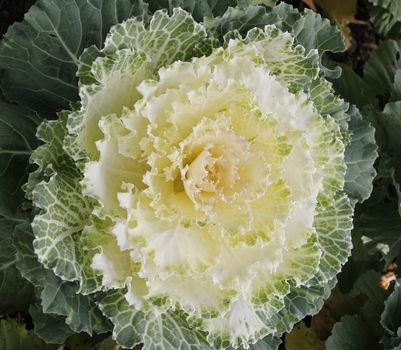 the cauliflower in the vegetable garden