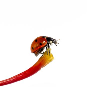 single ladybug on blade isolated on white background, close up
