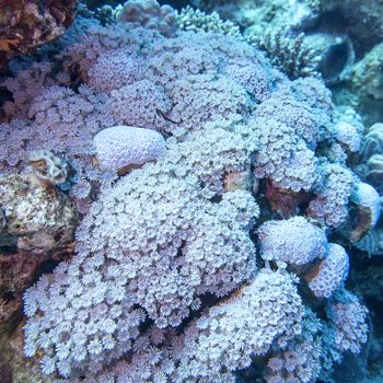 coral reef with soft coral sessile xenia at the bottom of tropical sea , underwater