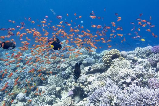 colorful coral reef with shoal of exotic fishes anthias at the bottom of tropical sea, underwater