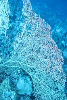 great gorgonian at the bottom of tropical sea at great depths, underwater.