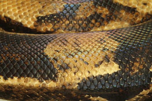 close up boa constrictor snake skin