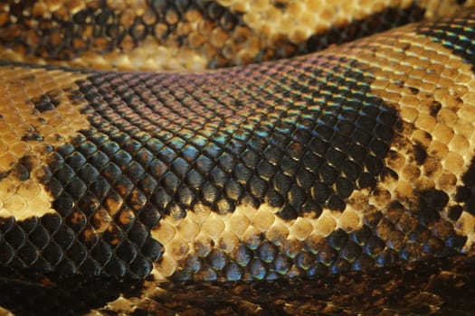 close up boa constrictor snake skin