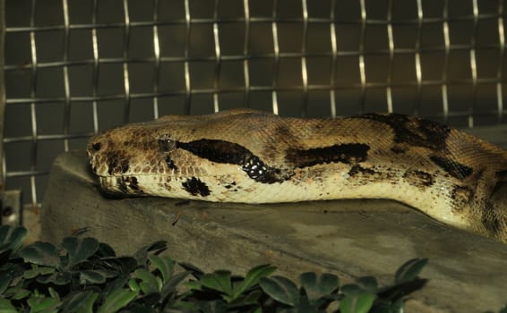 close up head Boa constrictor in box