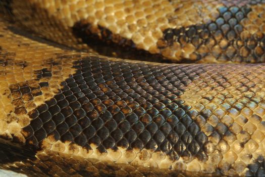 close up boa constrictor snake skin 