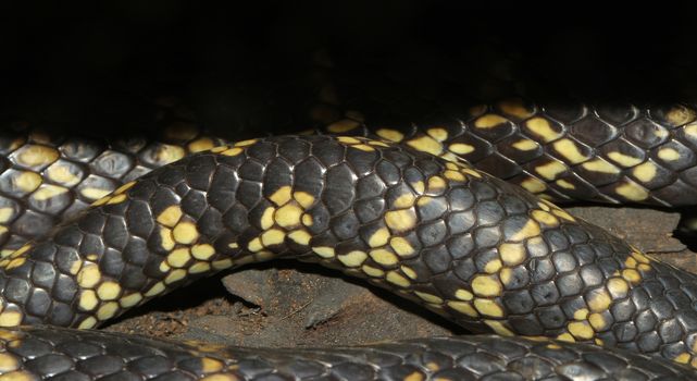 close up Desert Kingsnake skin