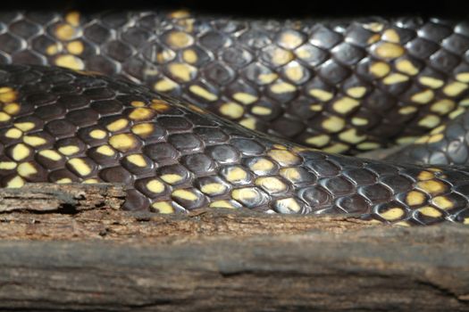 close up Desert Kingsnake skin