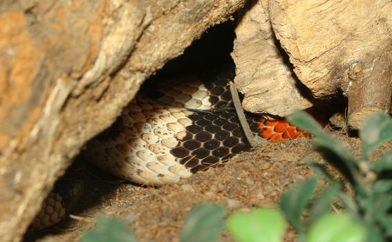 Close up THE Mexican milk snake Hidden in a cave