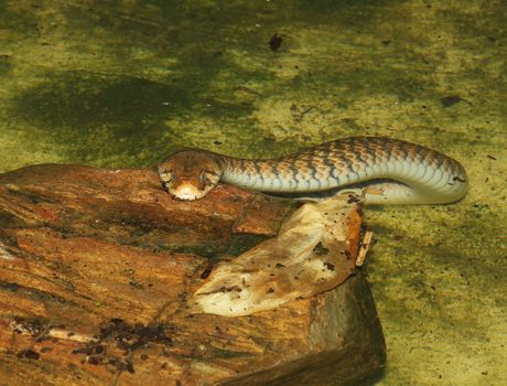 yellow-spotted keelback snake in water