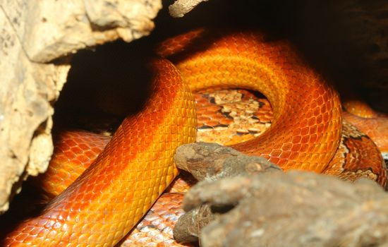 close up corn snake skin Hidden in  cave