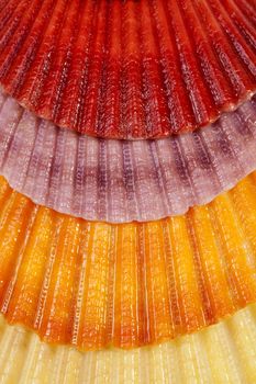 background with colorful sea shells of mollusks, close up.