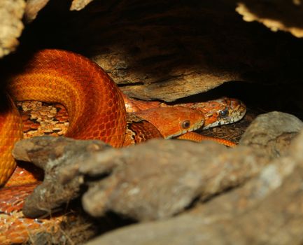 corn snake Hidden in cave 