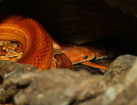 two corn snake Hidden in cave