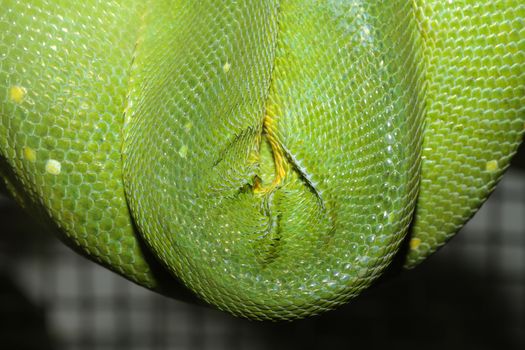 close up green tree python skin