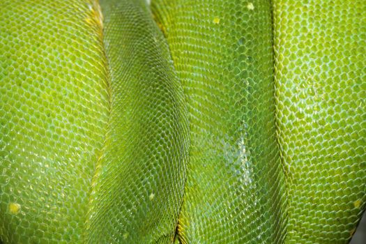 close up green tree python skin