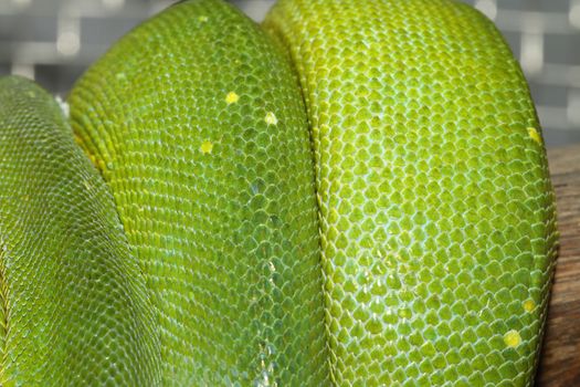 close up green tree python skin