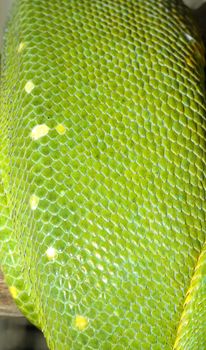 close up green tree python skin