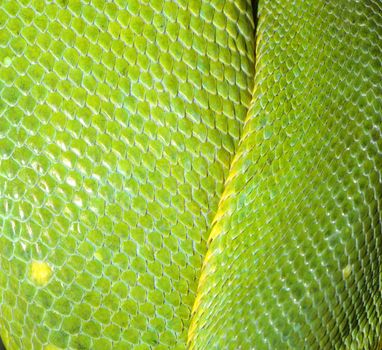 close up green tree python skin