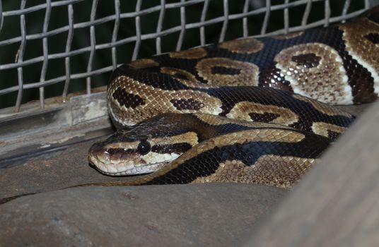 Ball python snake  