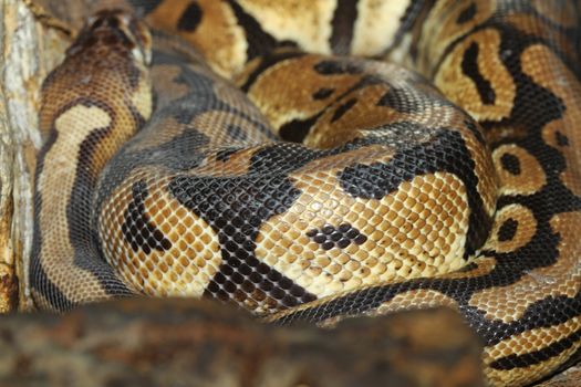 close up Ball python snake skin