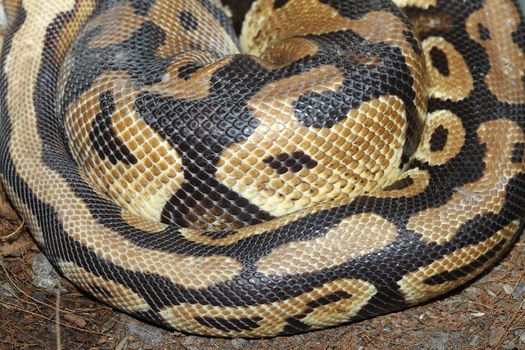 close up Ball python snake skin